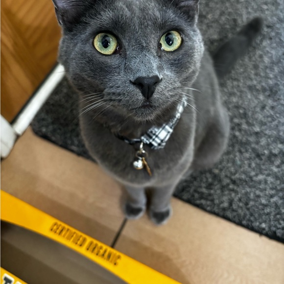 Live Show Notifications 🔔 🐈 - Picture 8 of 13